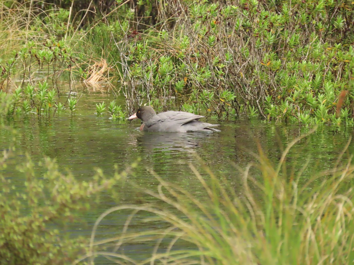 Blue Duck - ML639928901