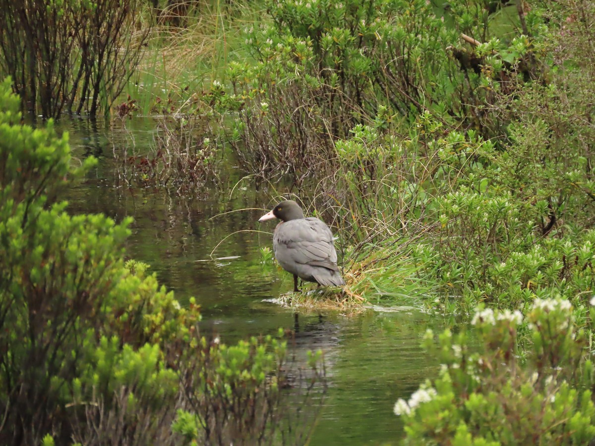 Blue Duck - ML639928918