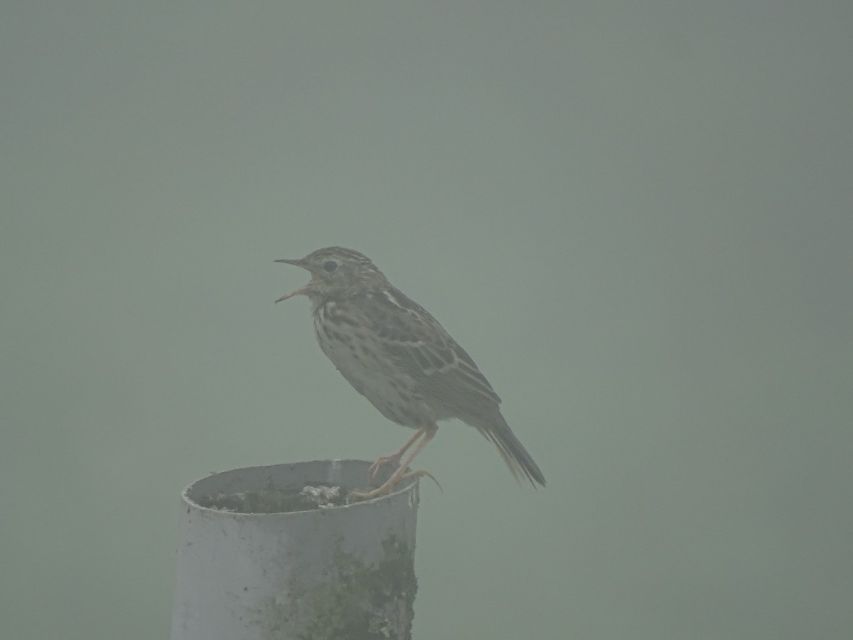 Peruvian Pipit - ML639928924