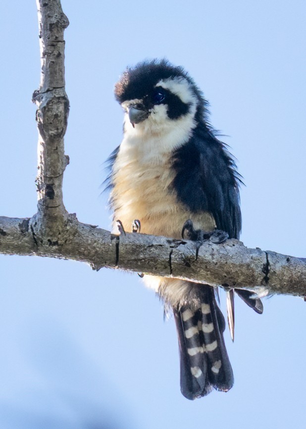 Black-thighed Falconet - ML639928940