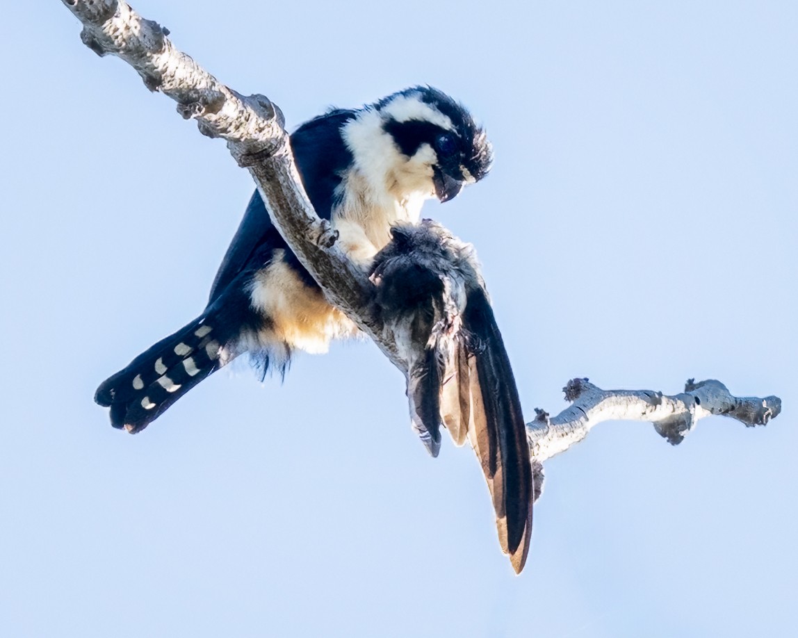 Black-thighed Falconet - ML639928941