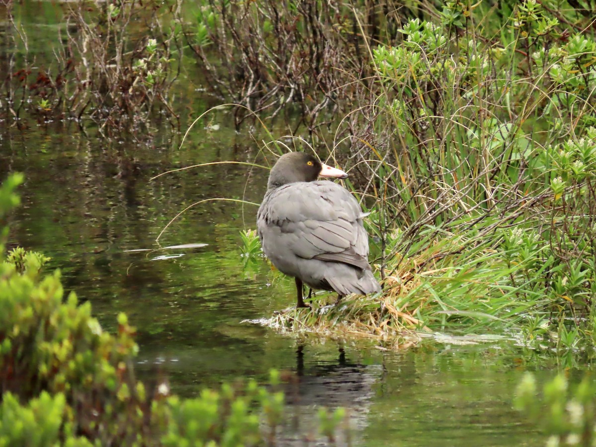 Blue Duck - ML639928951