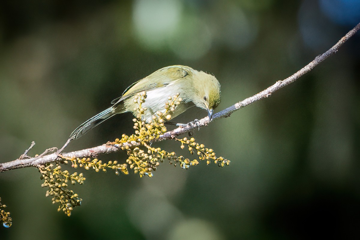 Fan-tailed Berrypecker - ML639928952