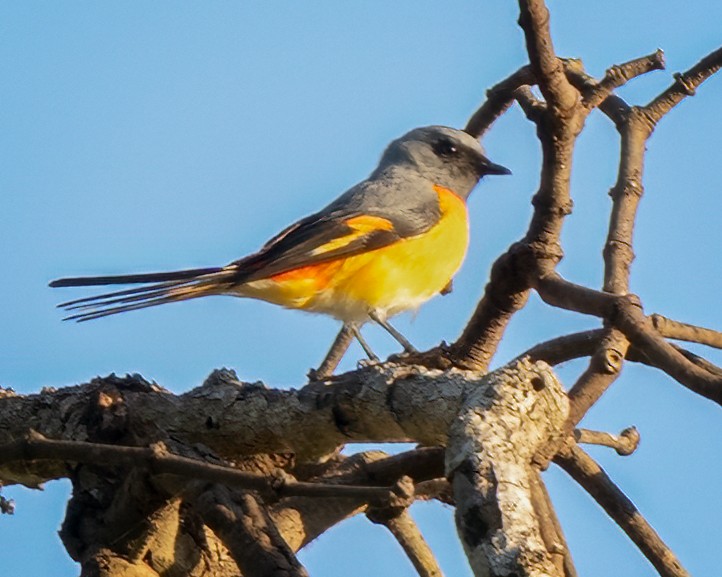 Small Minivet - ML639928973