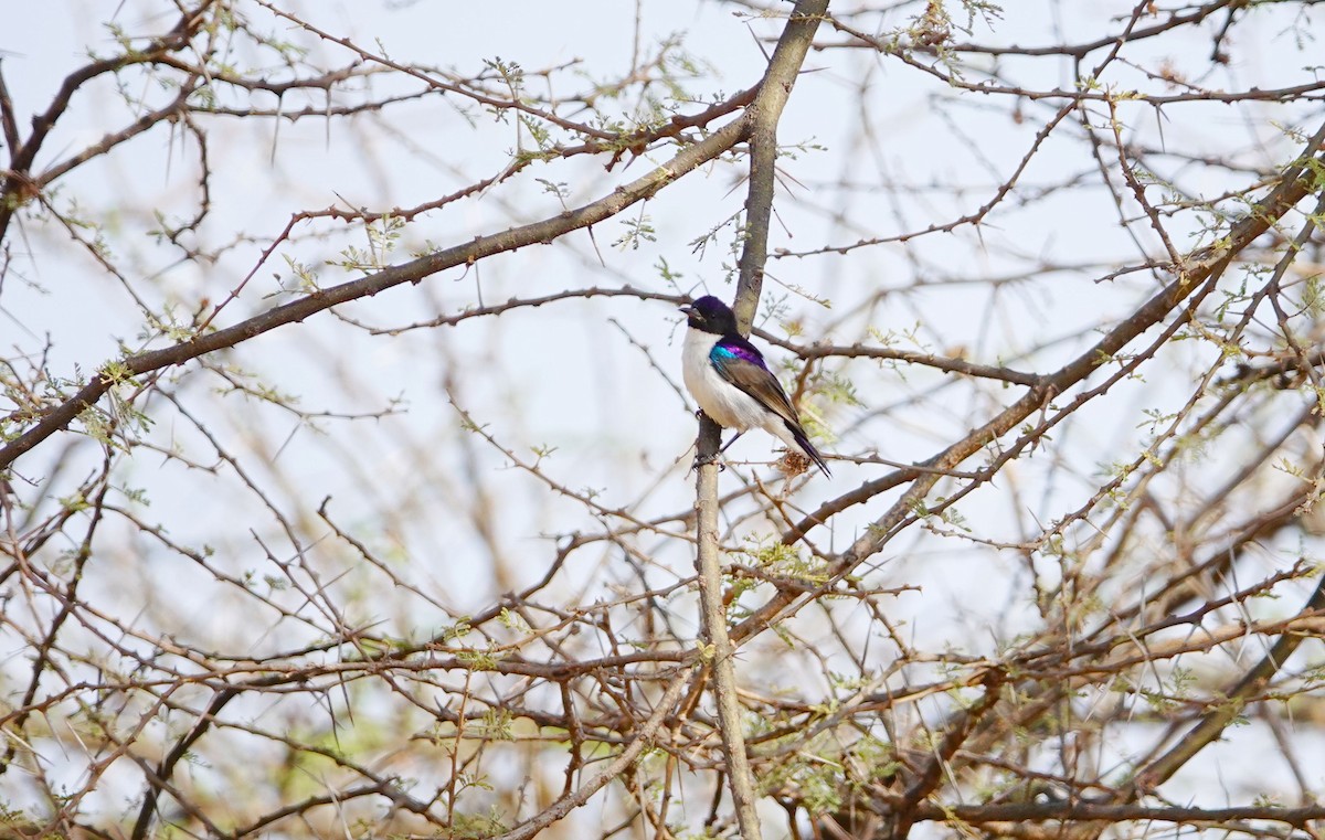 Eastern Violet-backed Sunbird - ML639928991