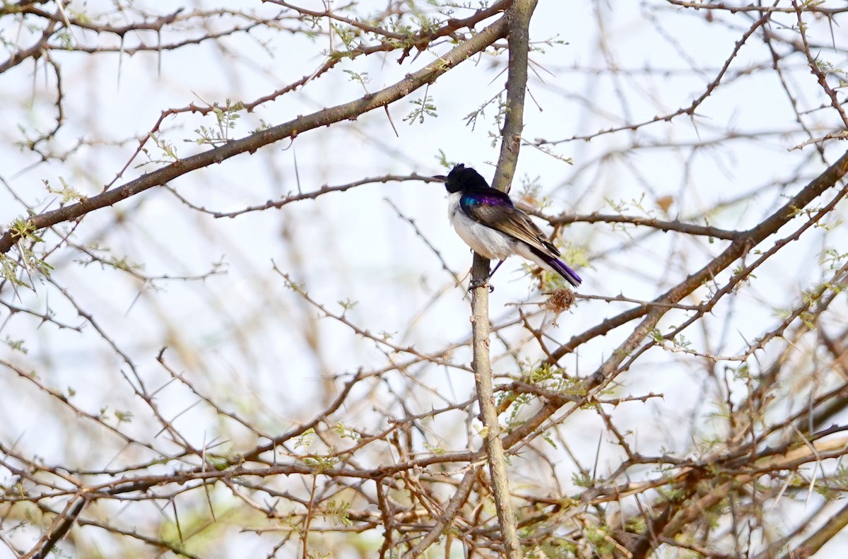 Eastern Violet-backed Sunbird - ML639928992