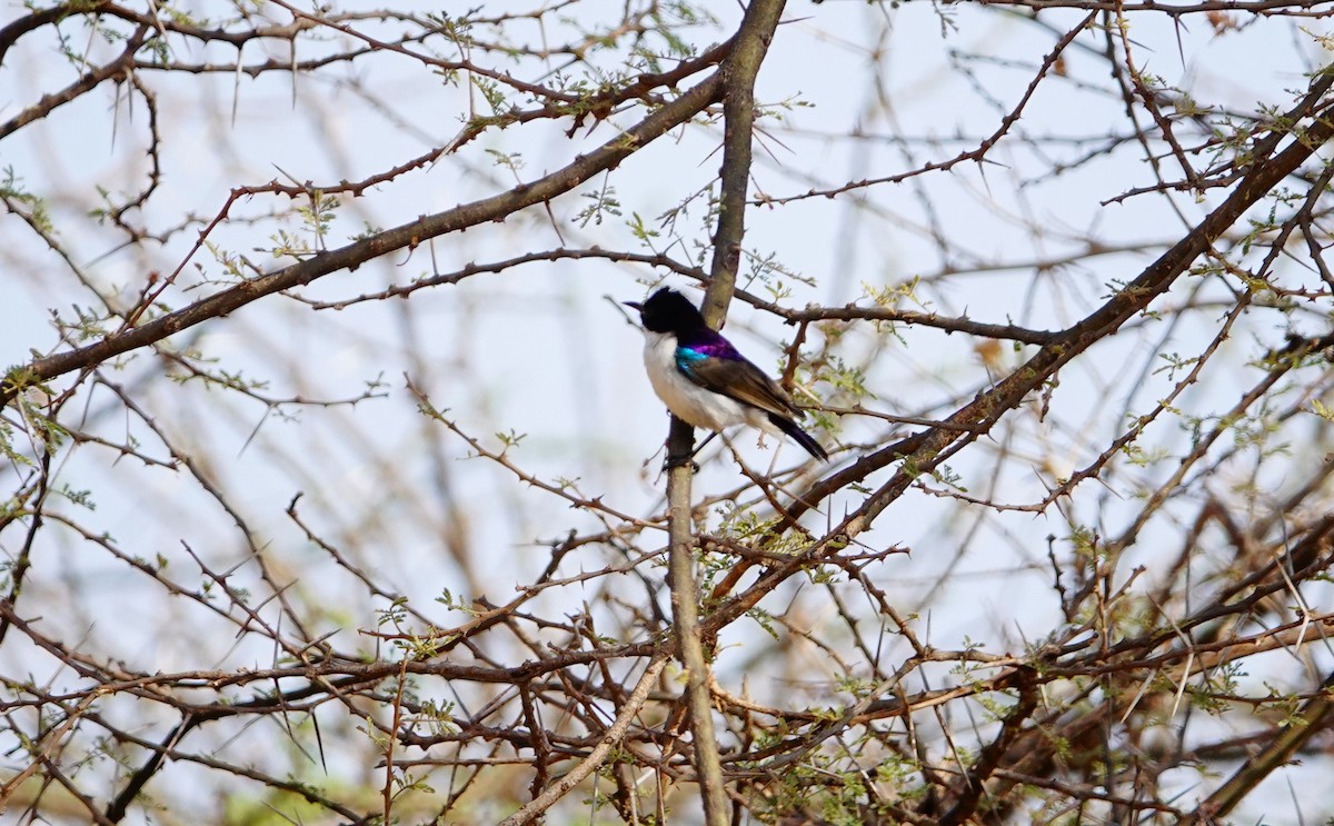 Eastern Violet-backed Sunbird - ML639928993