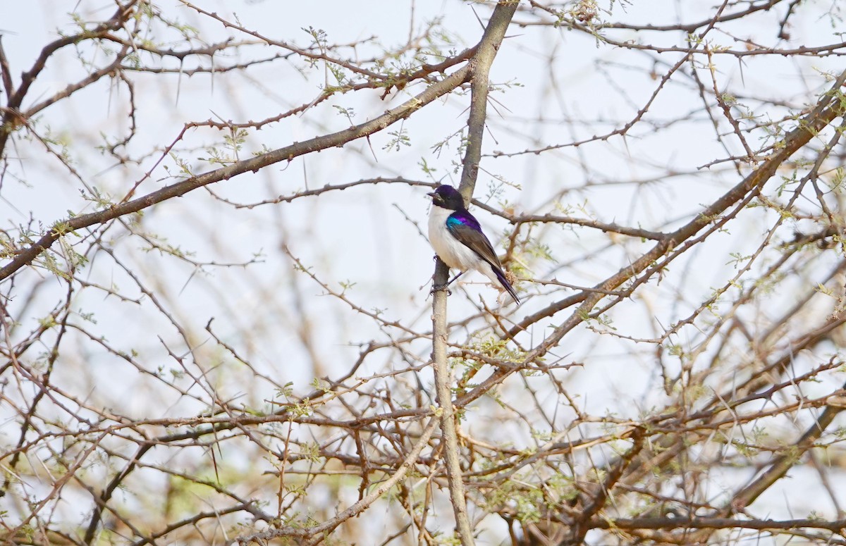 Eastern Violet-backed Sunbird - ML639928994