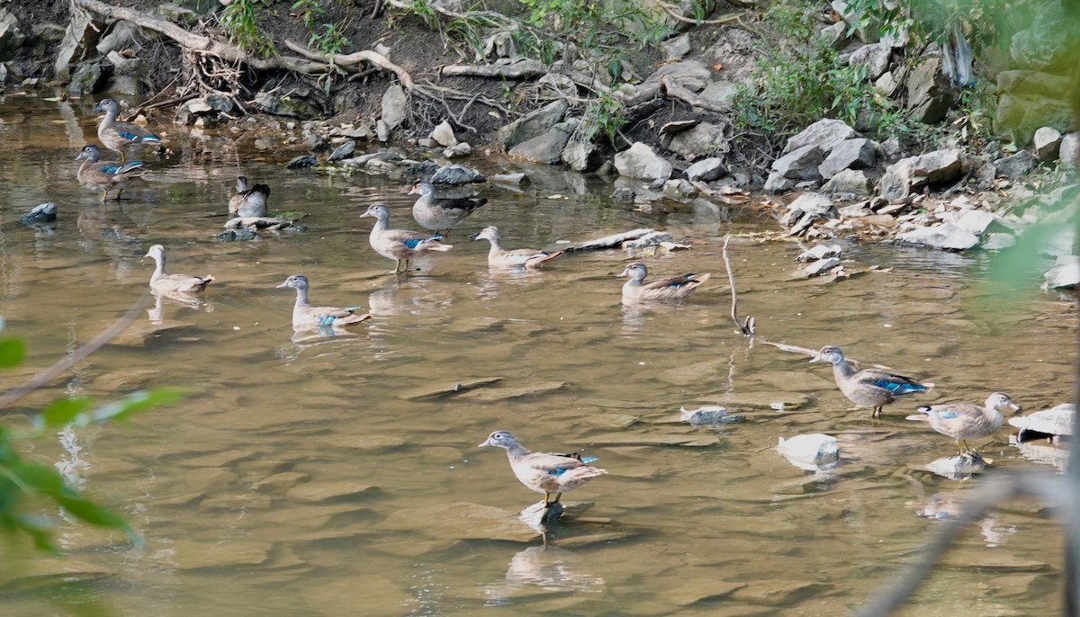 Ahate karolinarra - ML639928996