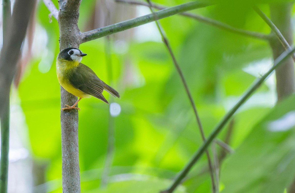 White-faced Robin - ML639929019