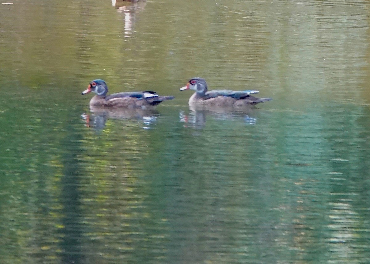 Ahate karolinarra - ML639929023