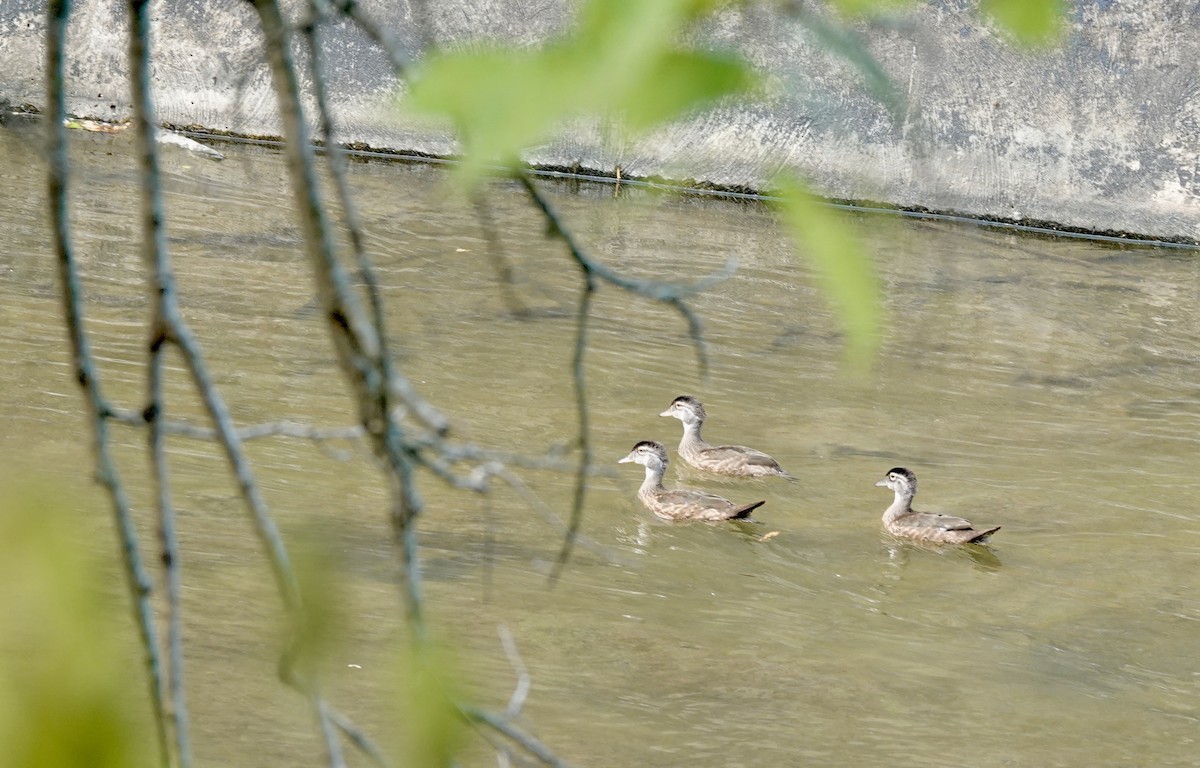 Ahate karolinarra - ML639929024