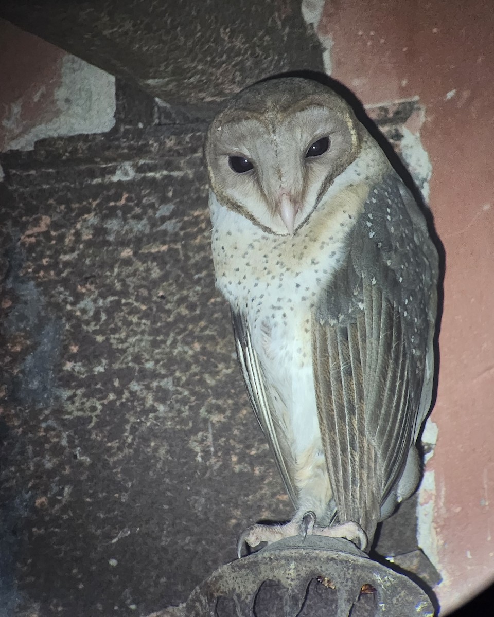 Andaman Masked-Owl - ML639929027