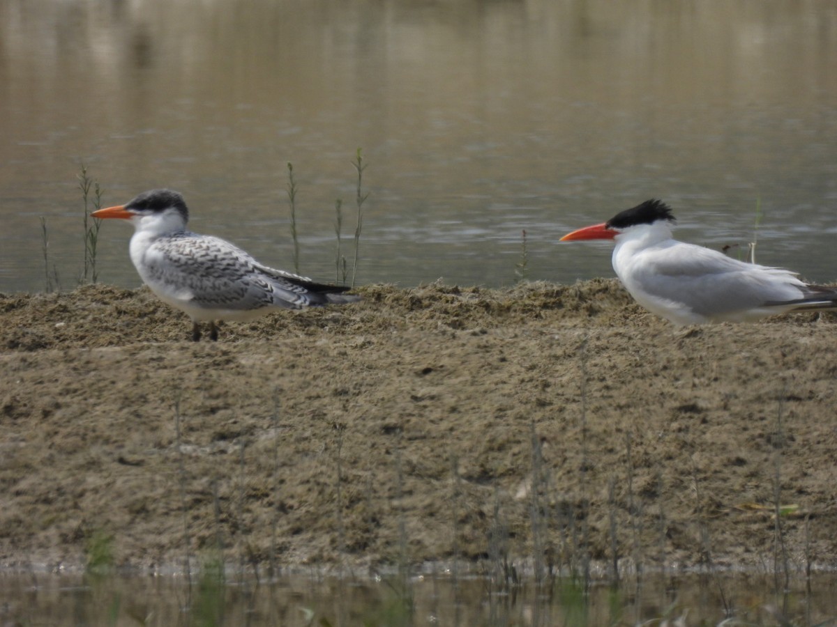 Caspian Tern - ML639929035