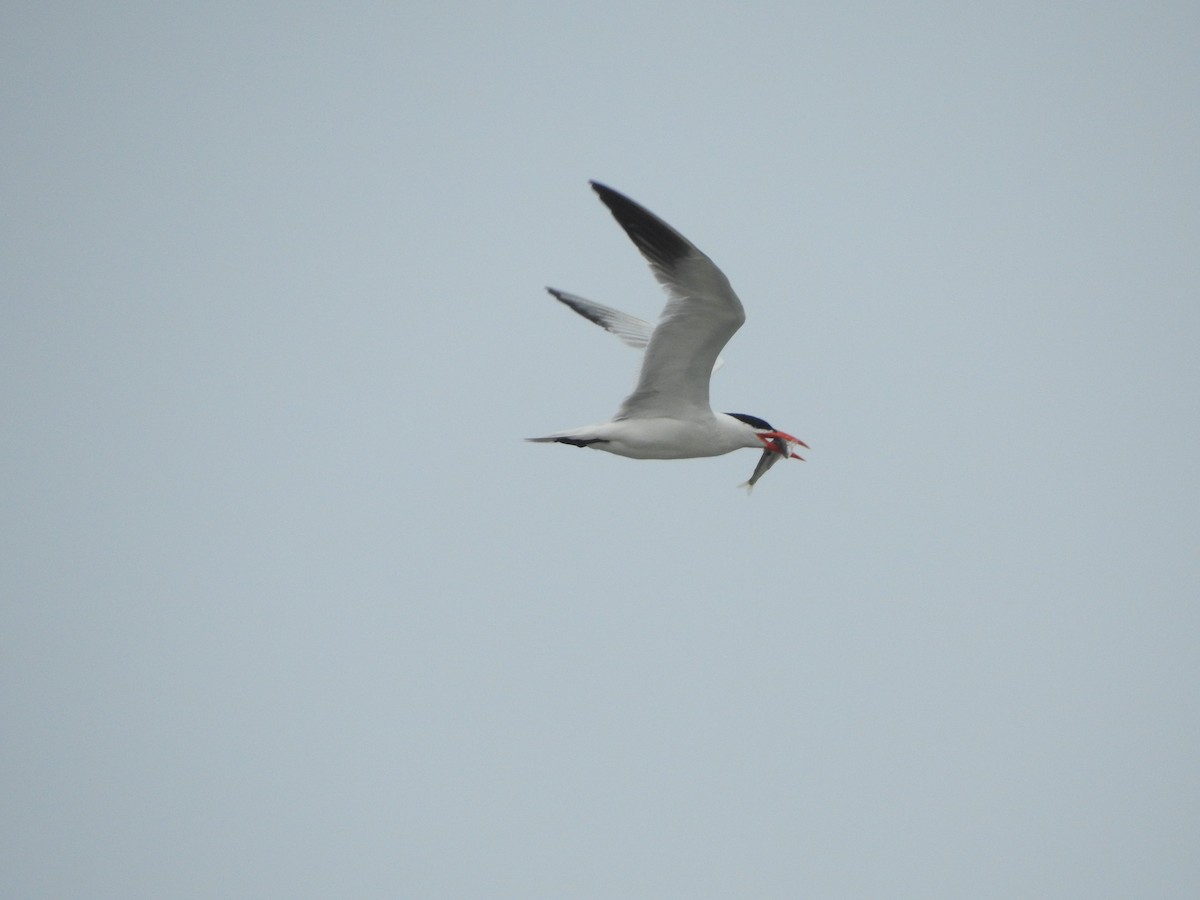 Caspian Tern - ML639929051