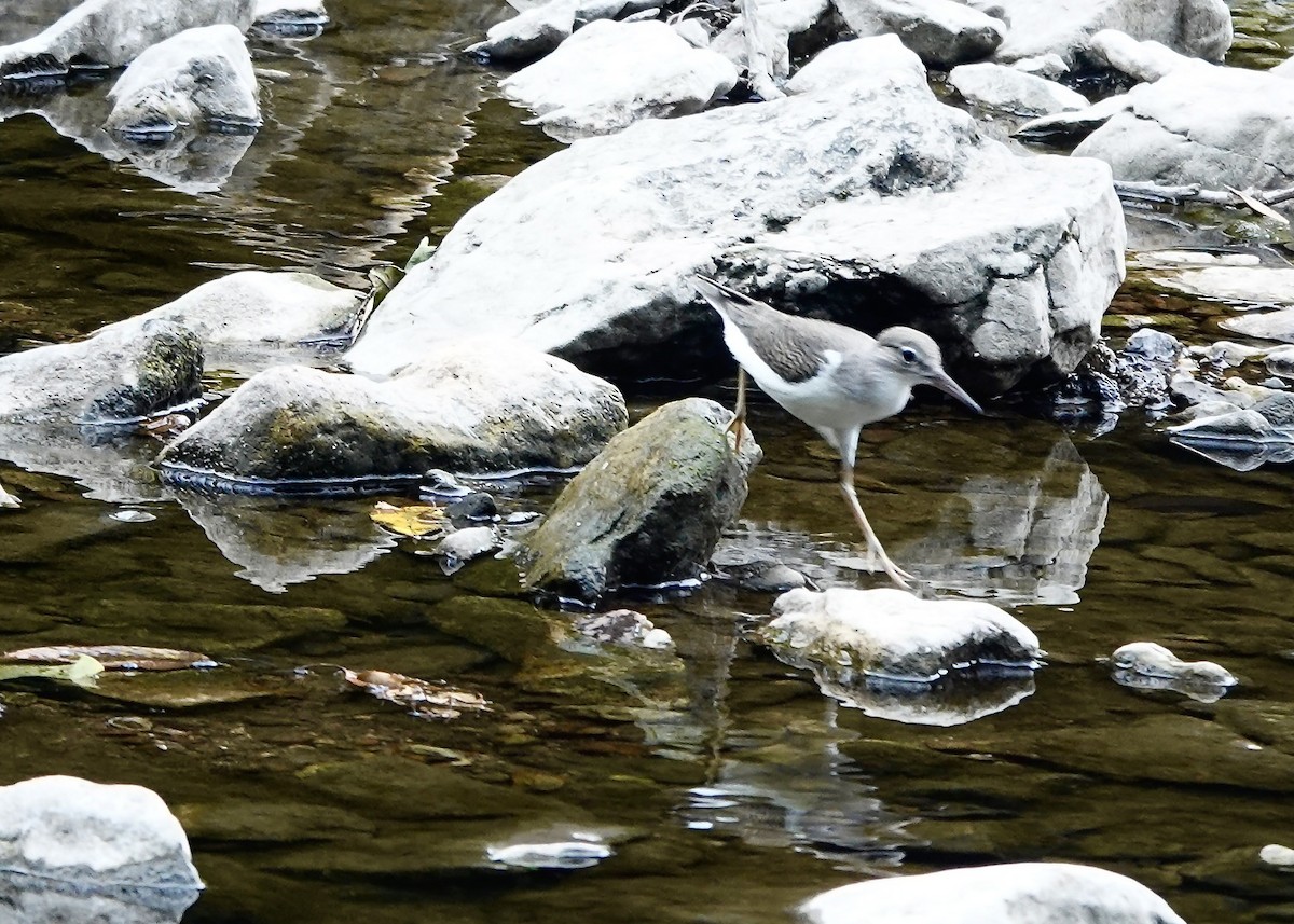 Kuliska orbanduna - ML639929054