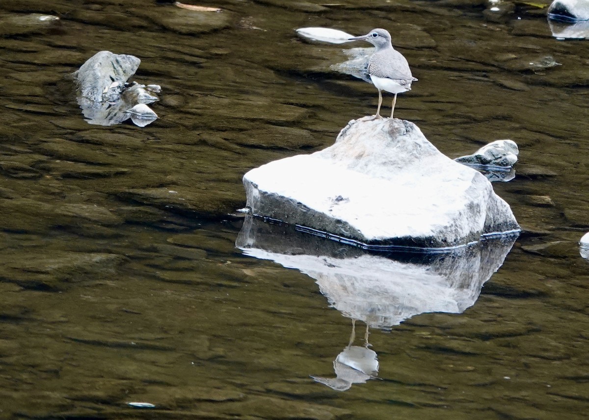 Kuliska orbanduna - ML639929055