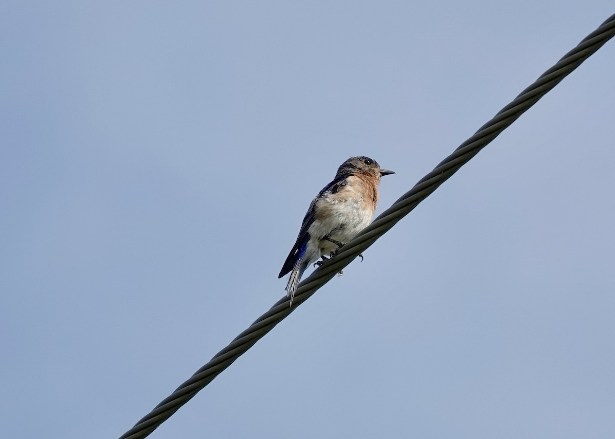 Eastern Bluebird - ML639929072