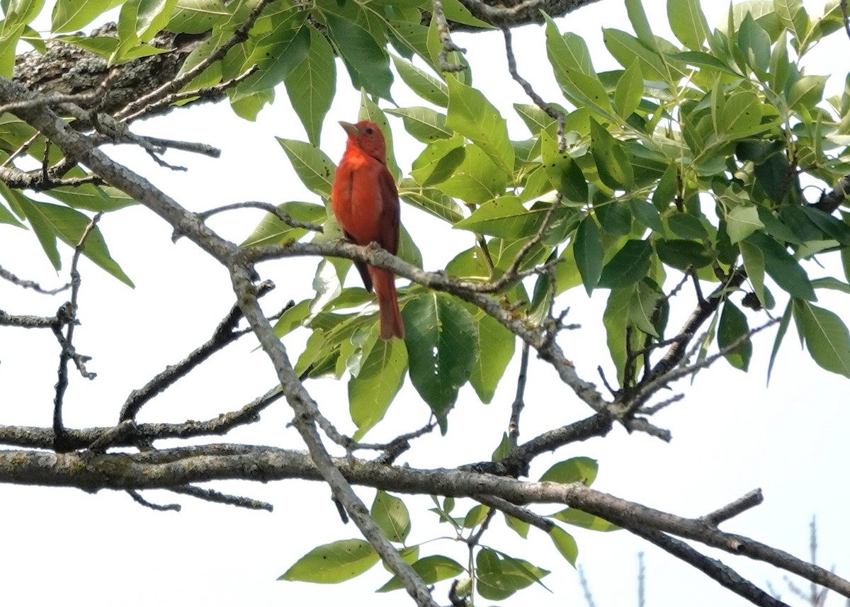 Piranga gorria - ML639929081