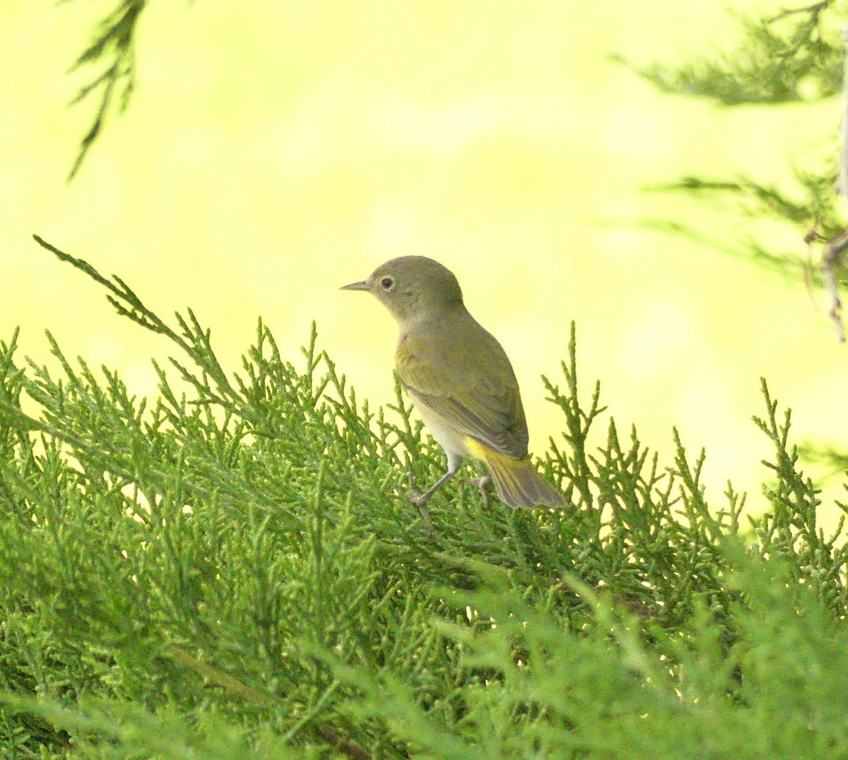 Nashville Warbler - ML639929100