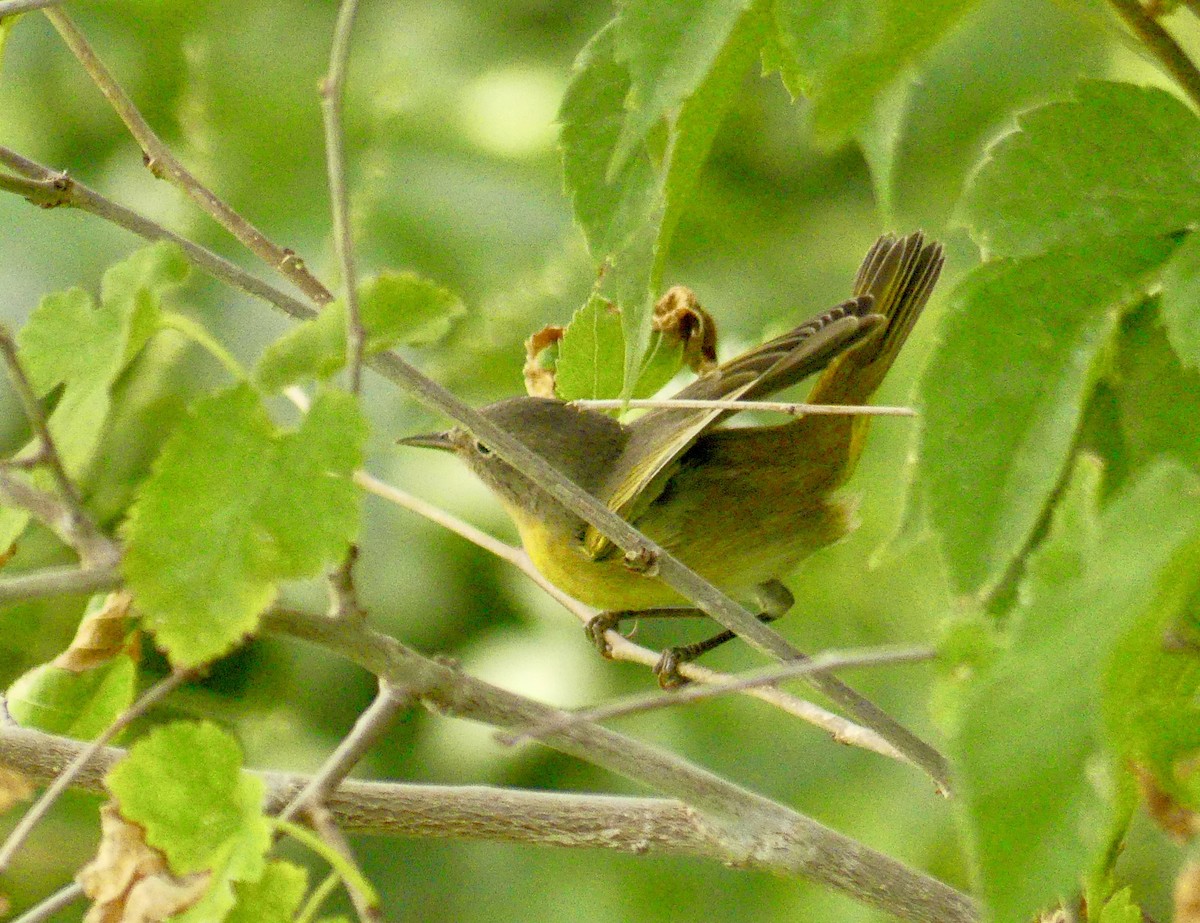Nashville Warbler - ML639929101