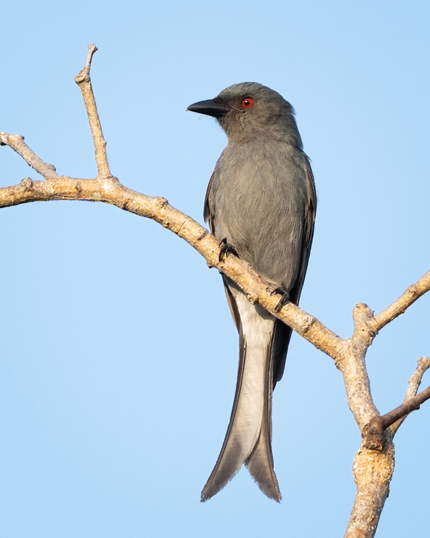 Ashy Drongo - ML639929201