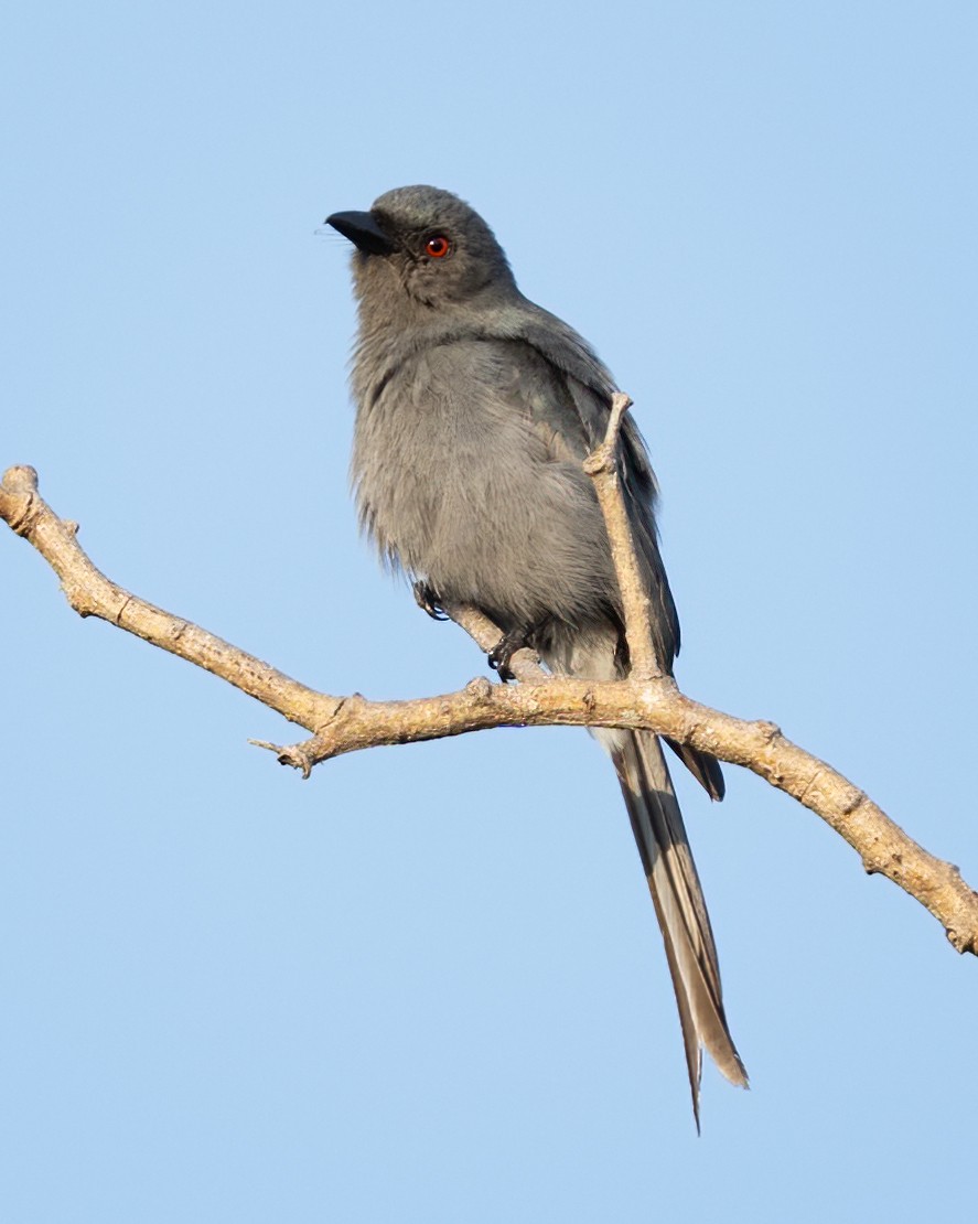Ashy Drongo - ML639929202