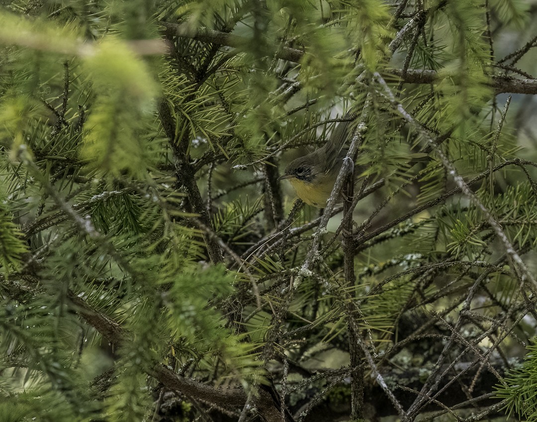 Common Yellowthroat - ML639929219