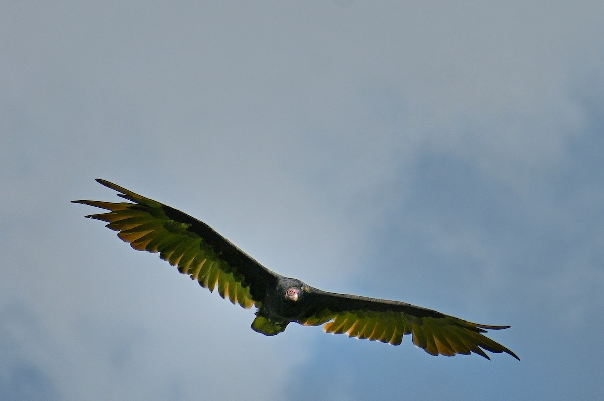Turkey Vulture - ML639929231