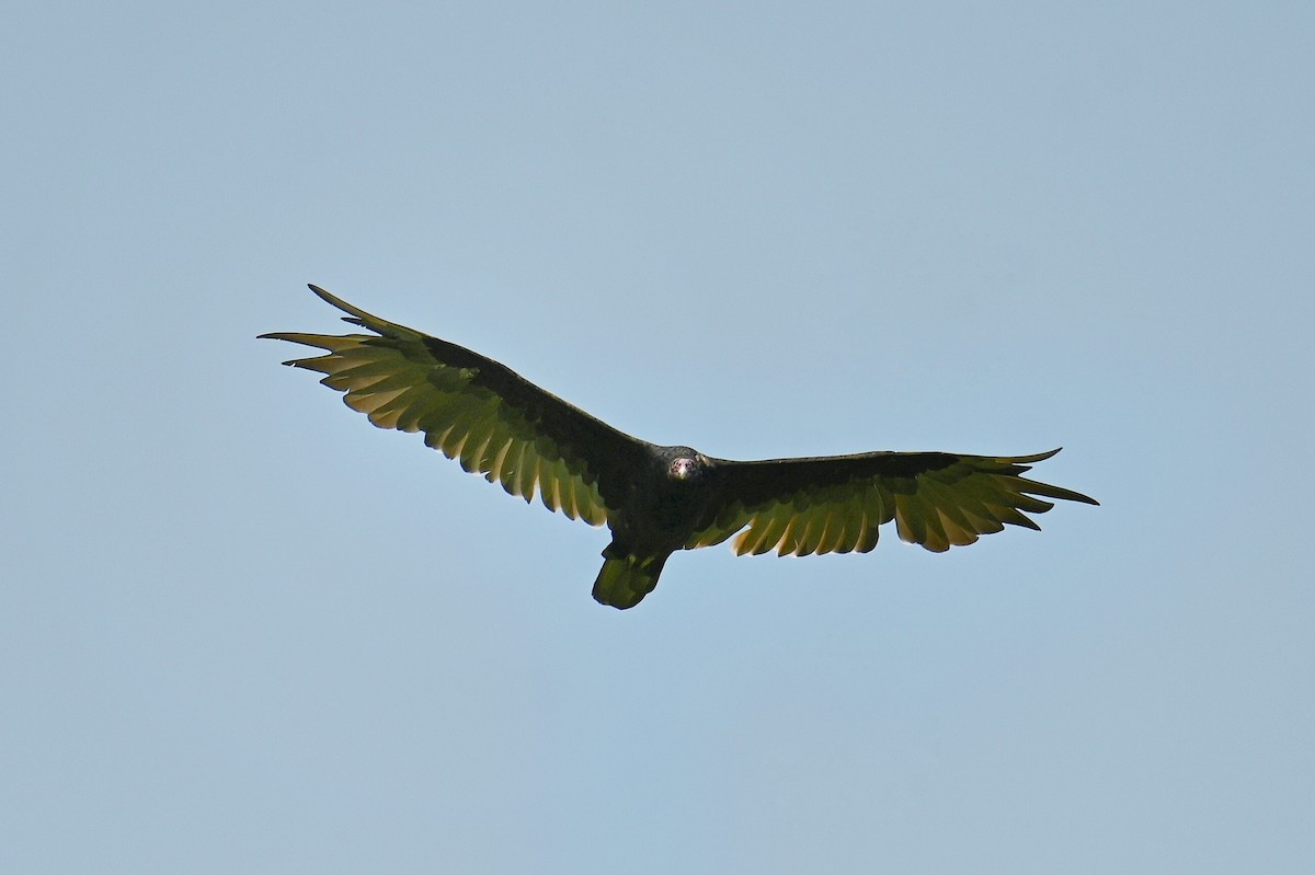Turkey Vulture - ML639929232