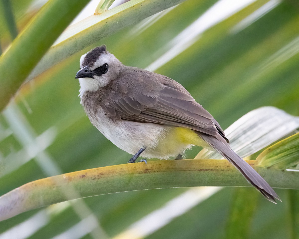Yellow-vented Bulbul - ML639929237