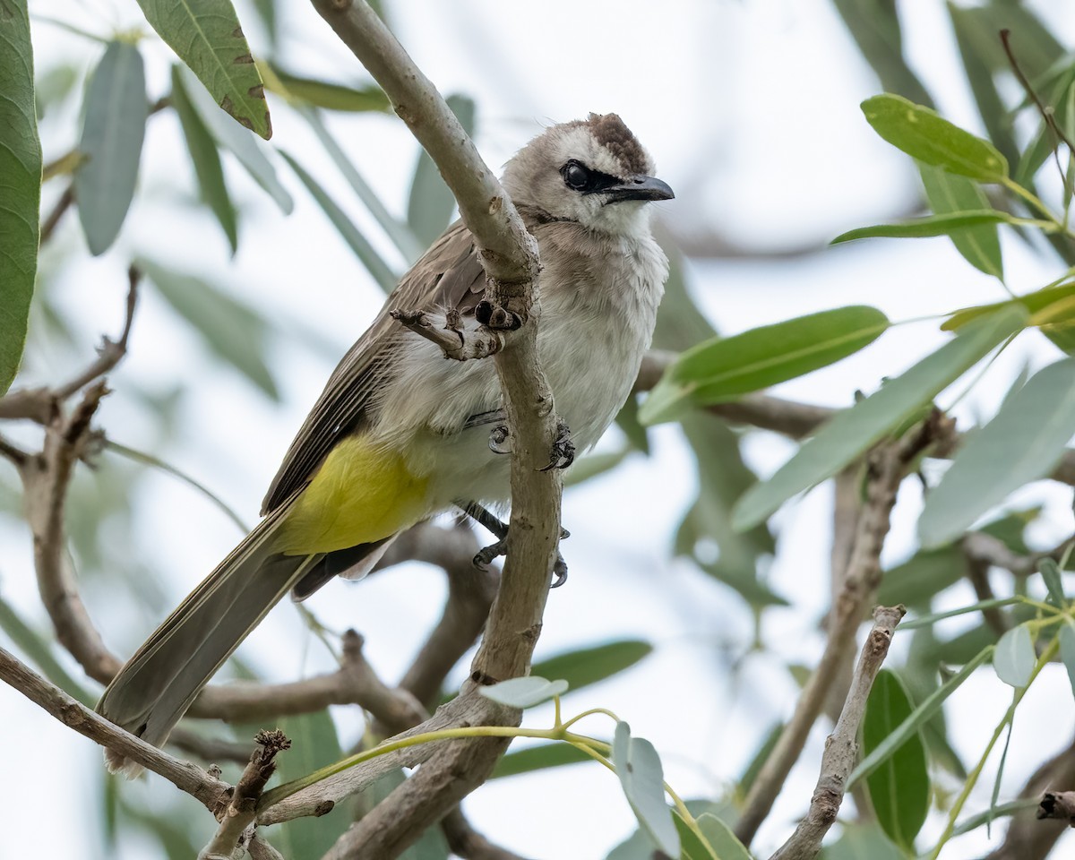 Yellow-vented Bulbul - ML639929238
