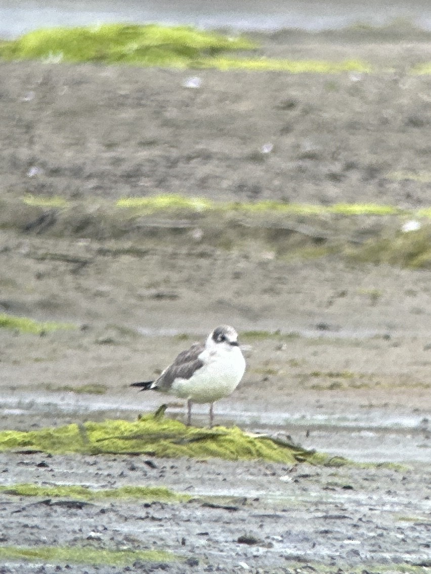 Bonaparte's Gull - ML639929250