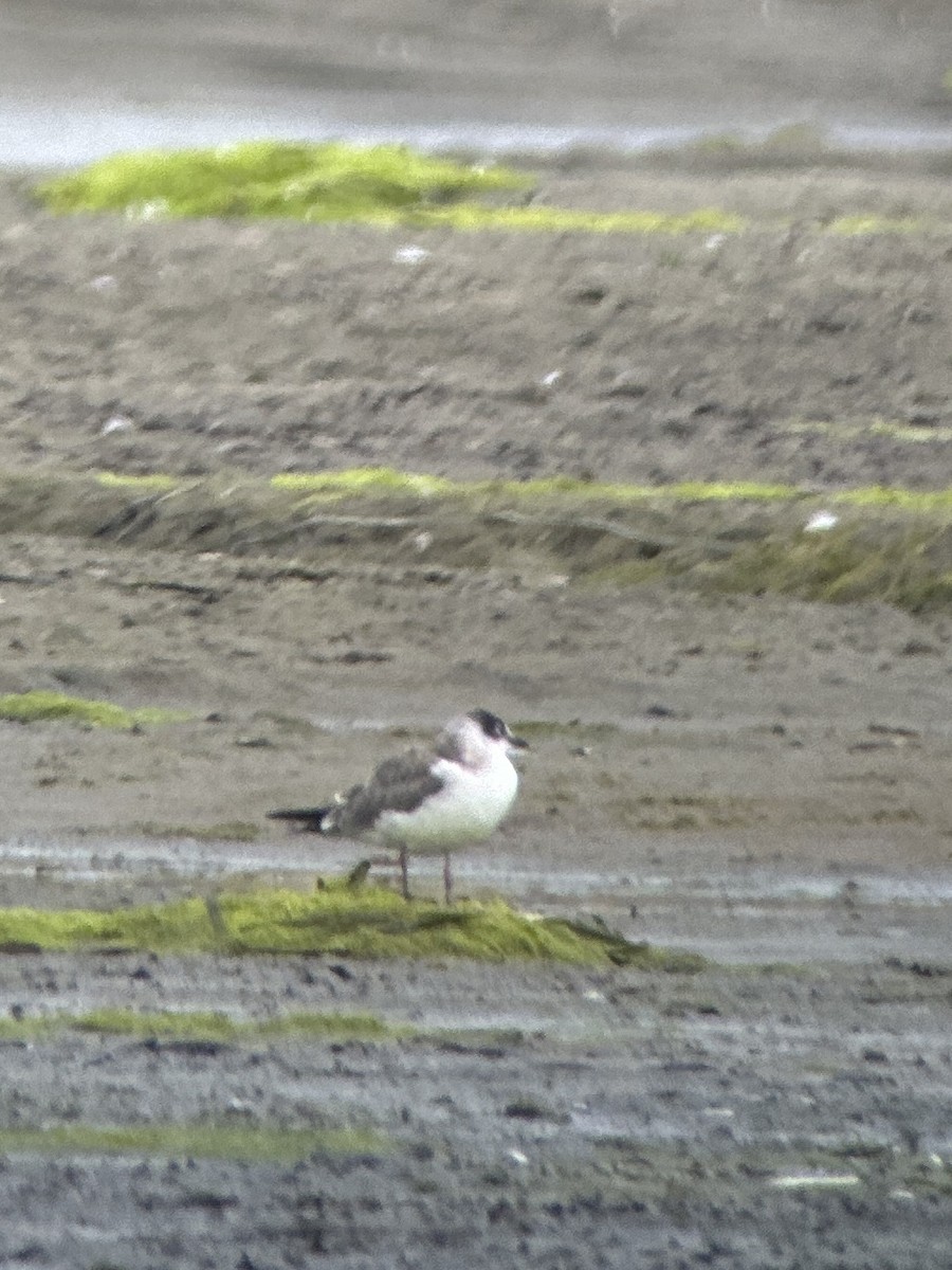 Bonaparte's Gull - ML639929251