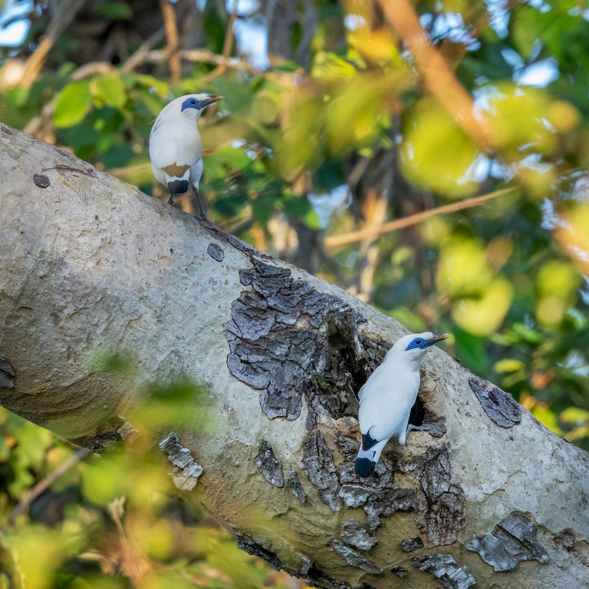 Bali Myna - ML639929269