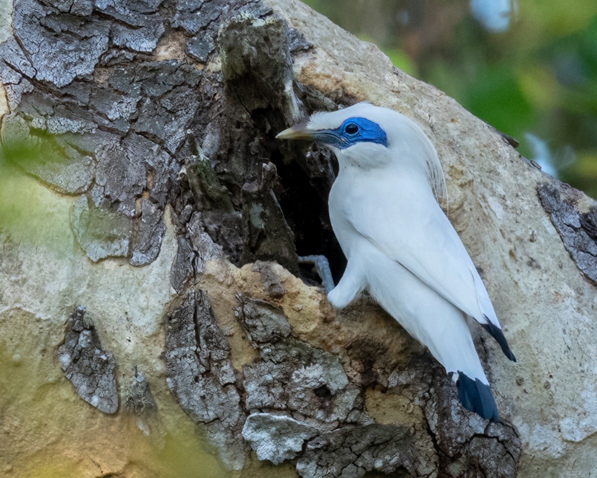 Bali Myna - ML639929270