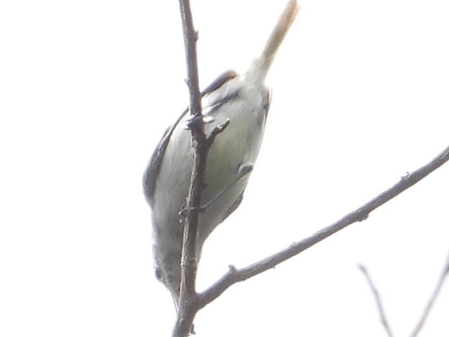 White-browed Gnatcatcher - ML639929284
