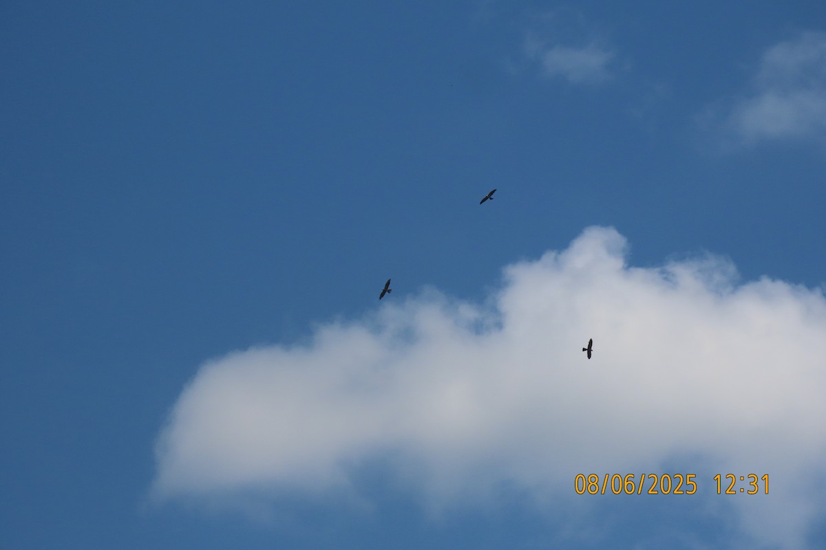 Mississippi Kite - ML639929301