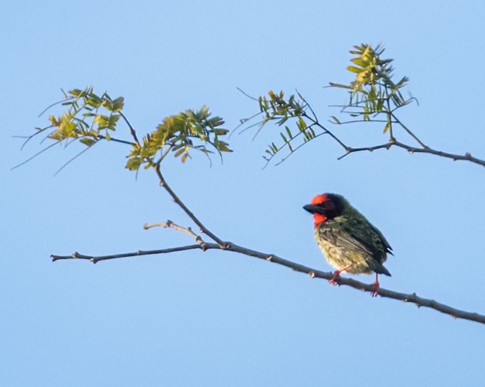 Coppersmith Barbet - ML639929313