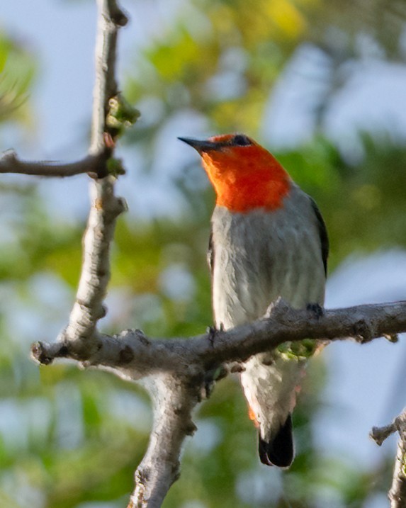Scarlet-headed Flowerpecker - ML639929314