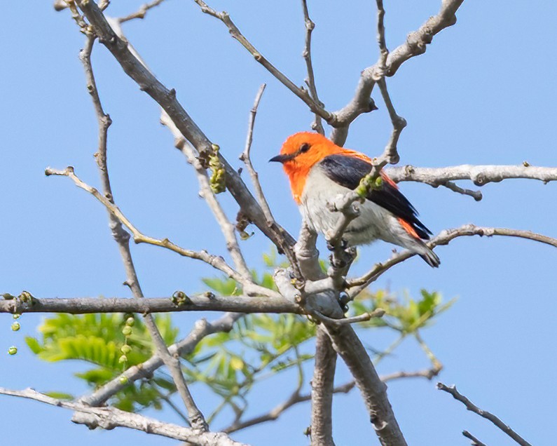 Scarlet-headed Flowerpecker - ML639929316