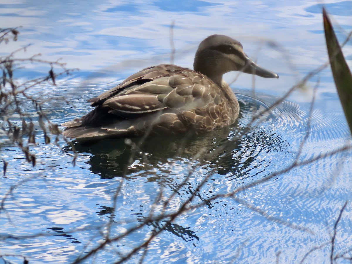 Pacific Black Duck - ML639929318