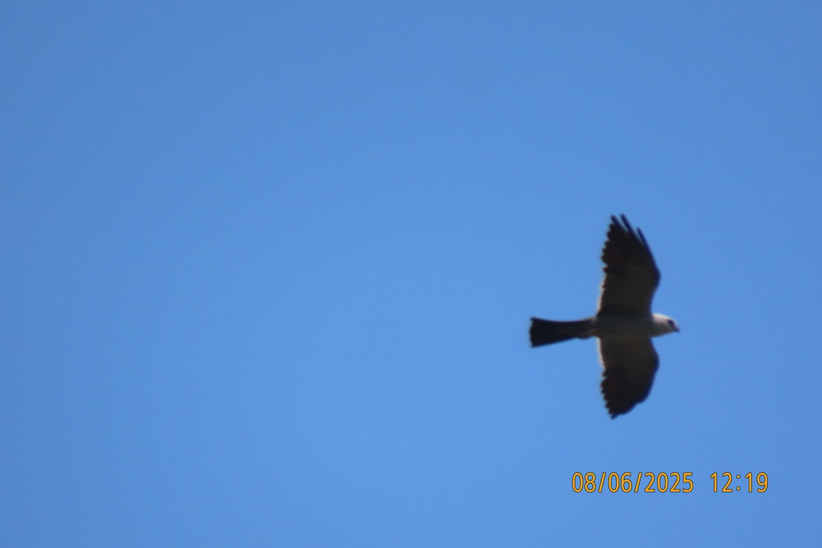 Mississippi Kite - ML639929325
