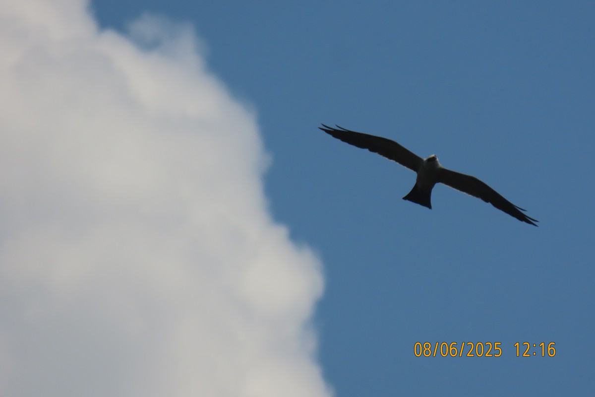 Mississippi Kite - ML639929335