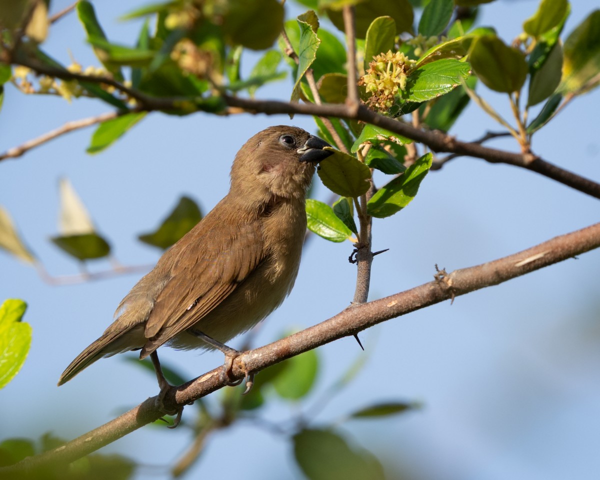 Scaly-breasted Munia - ML639929411
