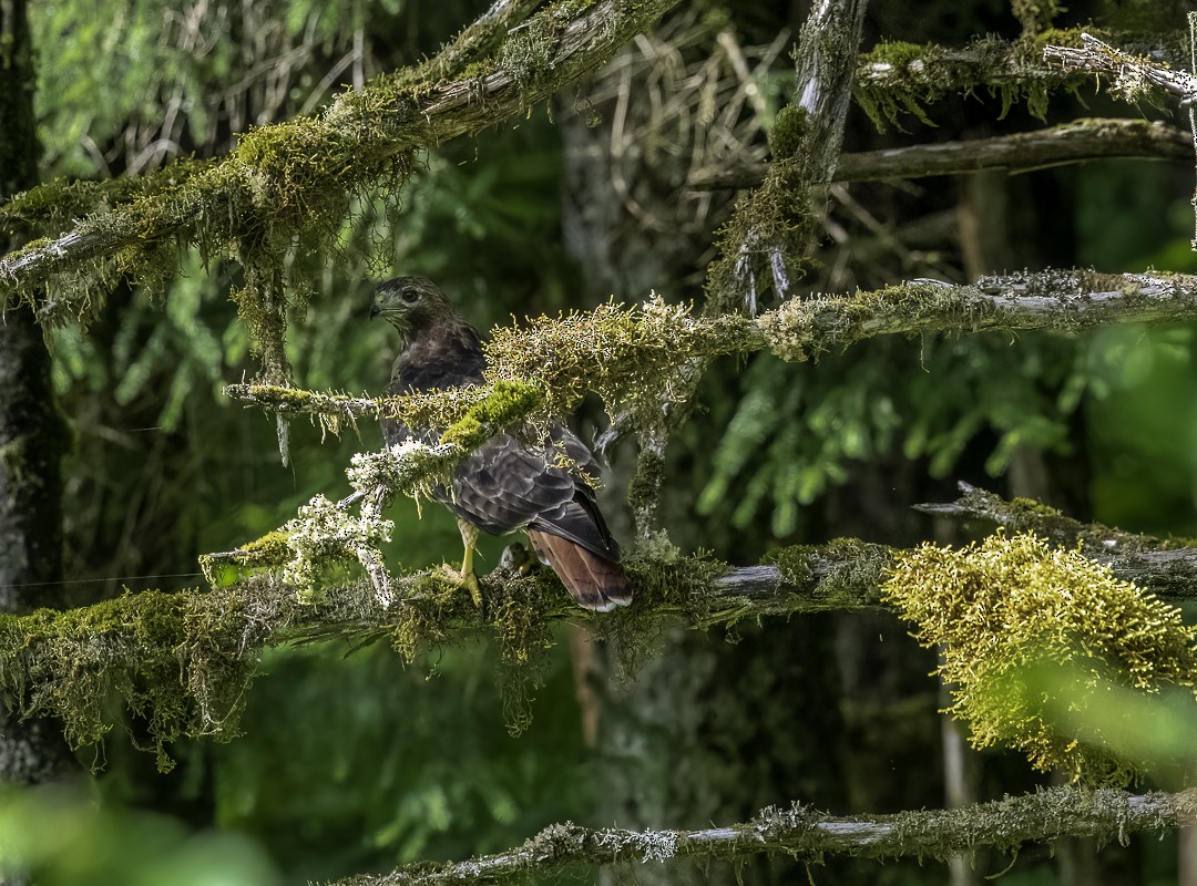 Red-tailed Hawk - ML639929429