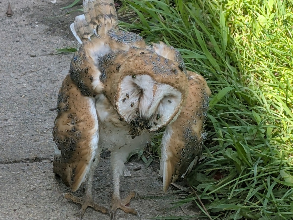 American Barn Owl - ML639929447