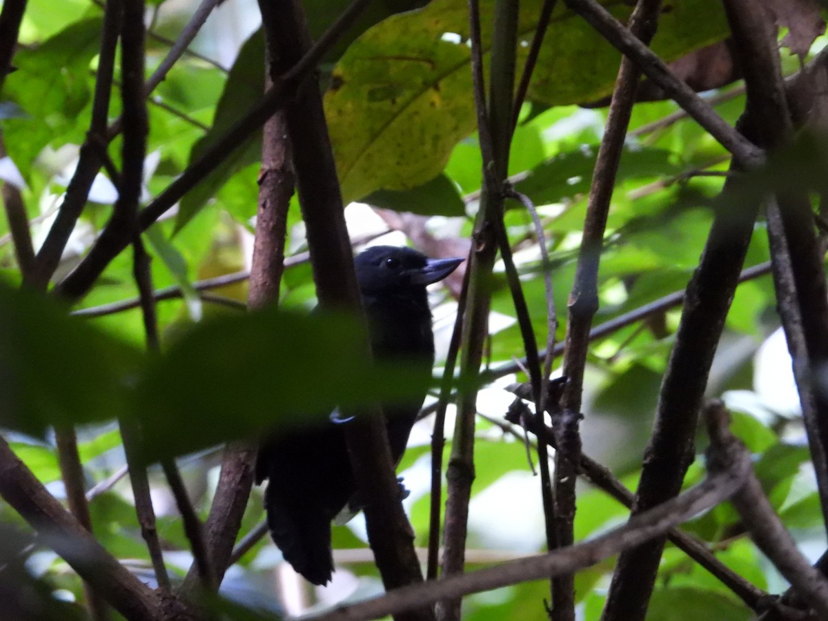 Recurve-billed Bushbird - ML639929459