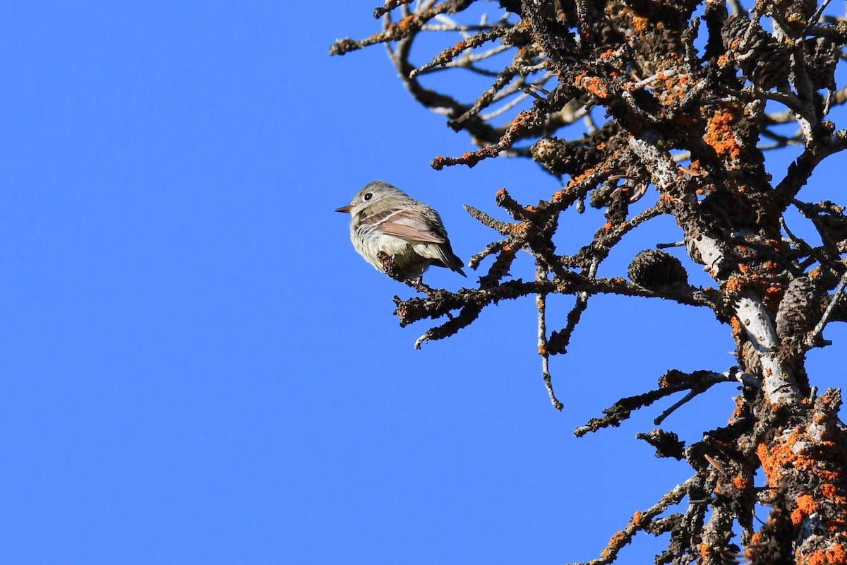 Hammond's Flycatcher - ML639929516