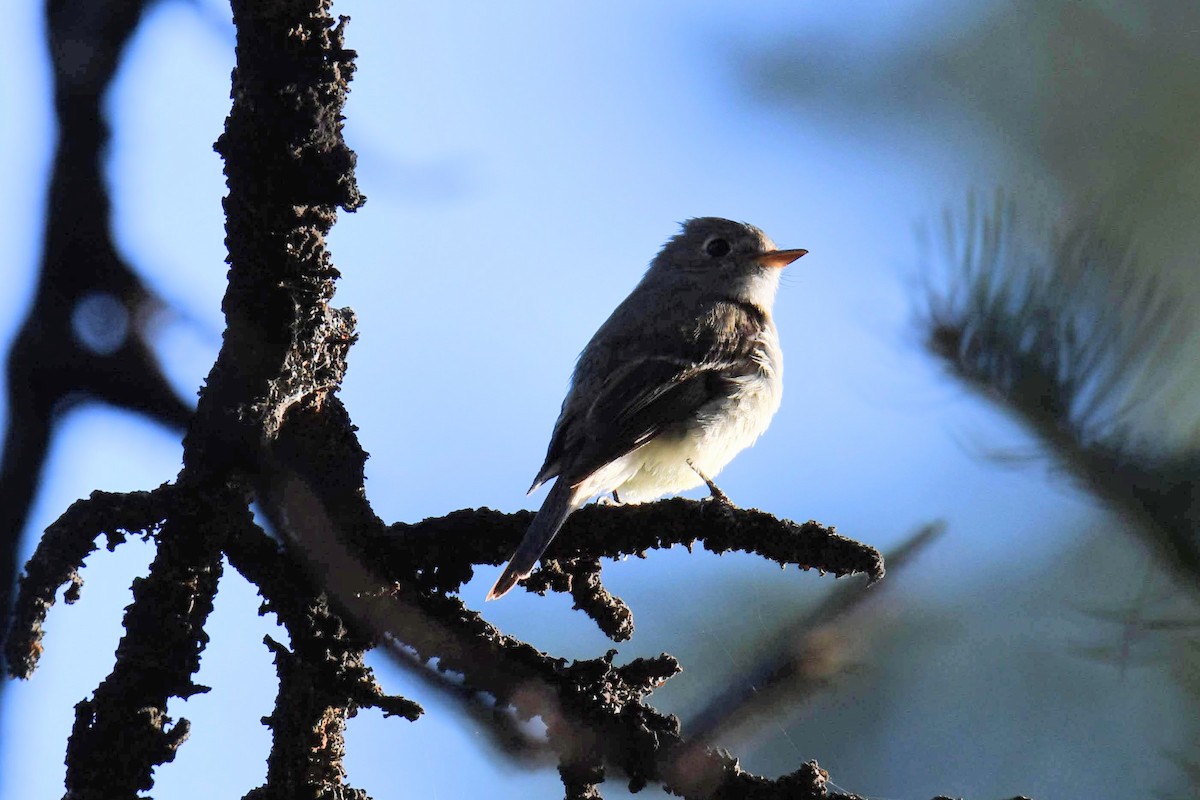 Hammond's Flycatcher - ML639929518